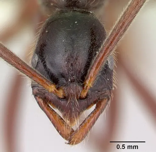 Leptogenys ciliata specimen