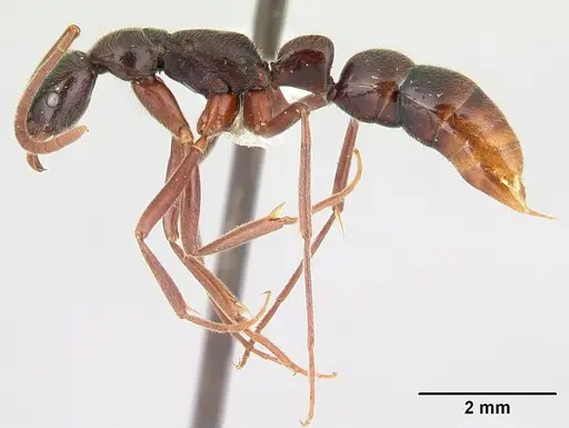 Leptogenys ciliata specimen