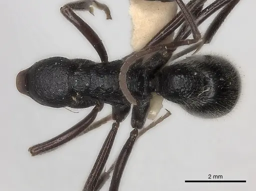 Leptogenys clarki specimen