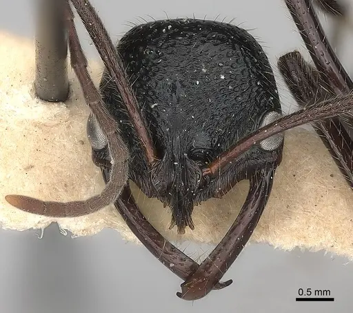 Leptogenys clarki specimen