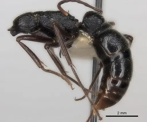 Leptogenys clarki specimen