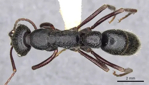 Leptogenys clarki - CASENT0902622