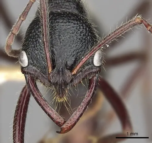 Leptogenys clarki - CASENT0902622