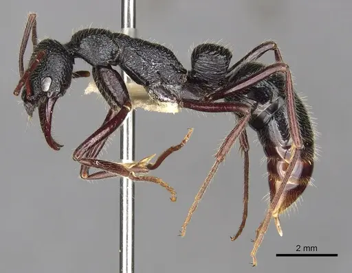 Leptogenys clarki - CASENT0902622