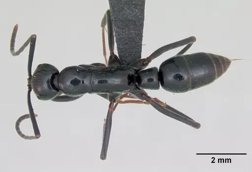 Leptogenys coerulescens specimen