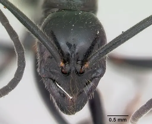 Leptogenys coerulescens specimen