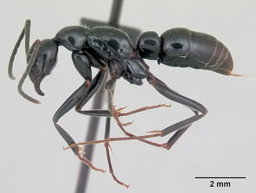 Leptogenys coerulescens specimen