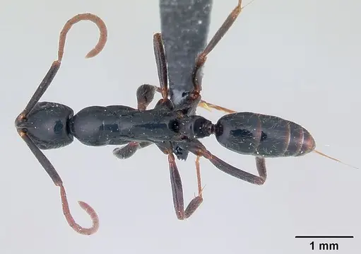 Leptogenys comajojo specimen