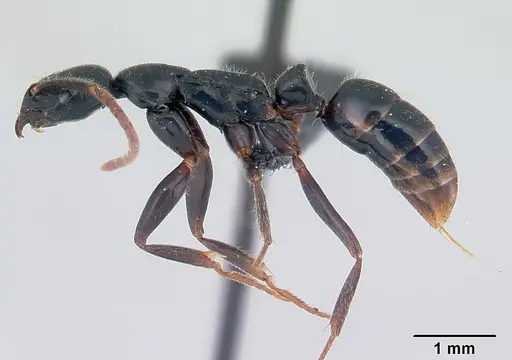 Leptogenys comajojo specimen
