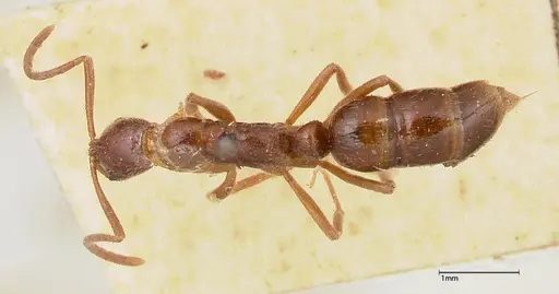 Leptogenys confucii specimen