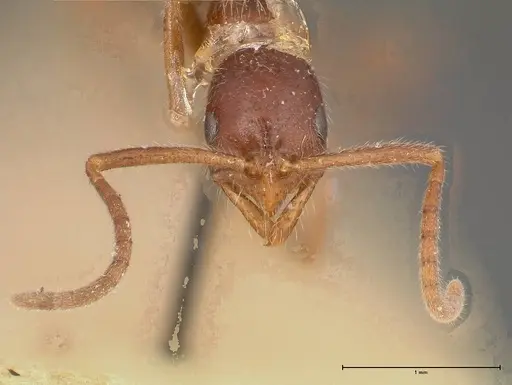 Leptogenys confucii specimen