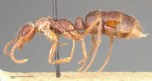 Leptogenys confucii specimen