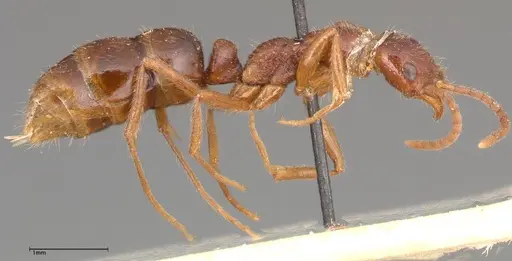 Leptogenys confucii - FOCOL0353