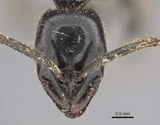 Leptogenys conigera specimen