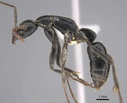 Leptogenys conigera specimen