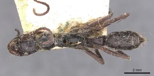 Leptogenys conigera - CASENT0907388