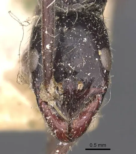 Leptogenys conigera - CASENT0907388