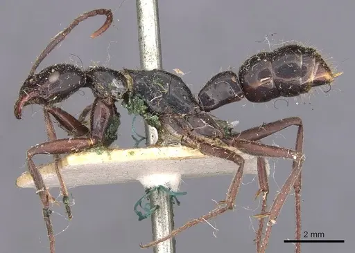 Leptogenys conigera - CASENT0907388