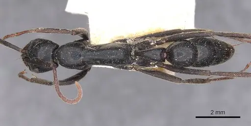 Leptogenys conigera - CASENT0907390