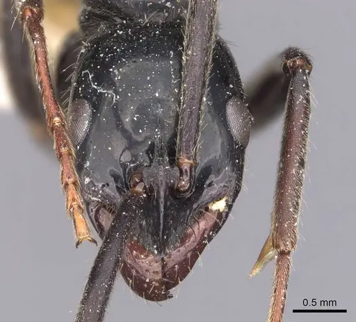 Leptogenys conigera - CASENT0907390