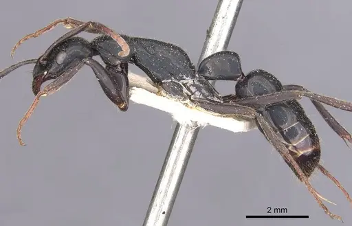 Leptogenys conigera - CASENT0907390