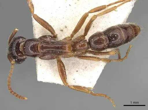 Leptogenys conigera - CASENT0915212