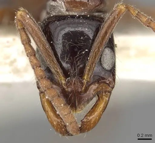 Leptogenys conigera - CASENT0915212