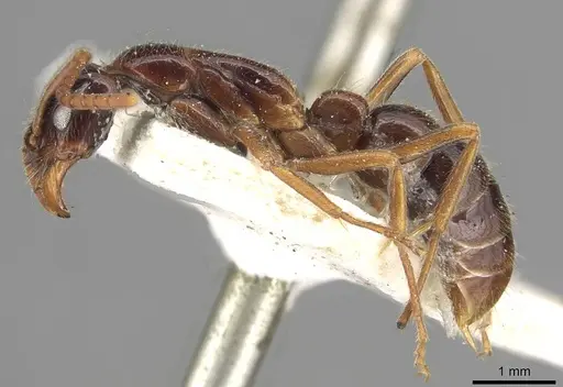 Leptogenys conigera - CASENT0915212