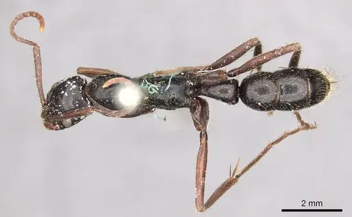 Leptogenys conigera - CASENT0915874