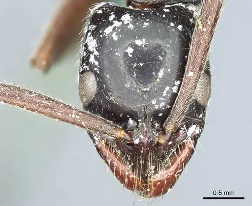 Leptogenys conigera - CASENT0915874