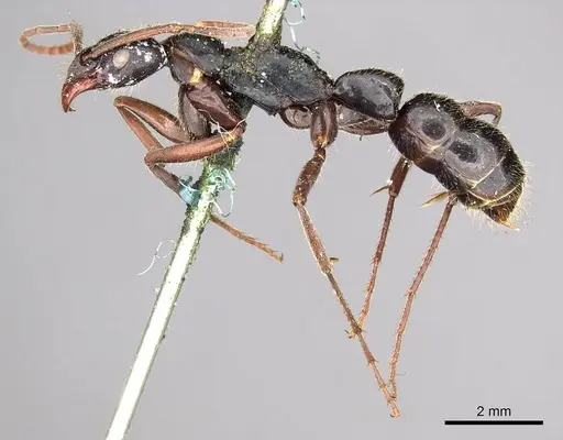 Leptogenys conigera - CASENT0915874