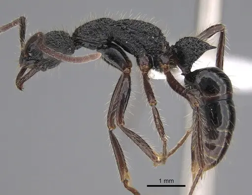 Leptogenys conradti specimen