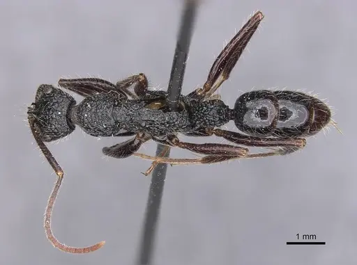 Leptogenys conradti - CASENT0907340