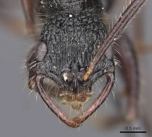 Leptogenys conradti - CASENT0907340