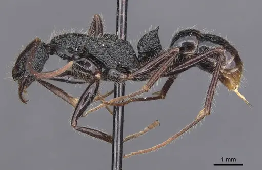 Leptogenys conradti - CASENT0907340