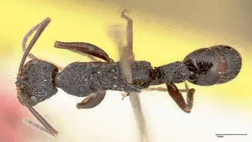 Leptogenys conradti - FOCOL0351