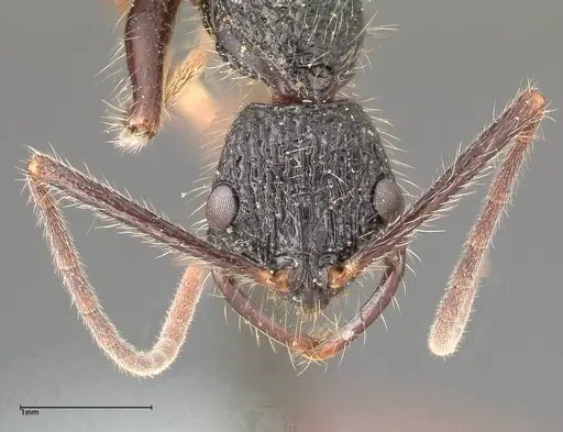 Leptogenys conradti - FOCOL0351