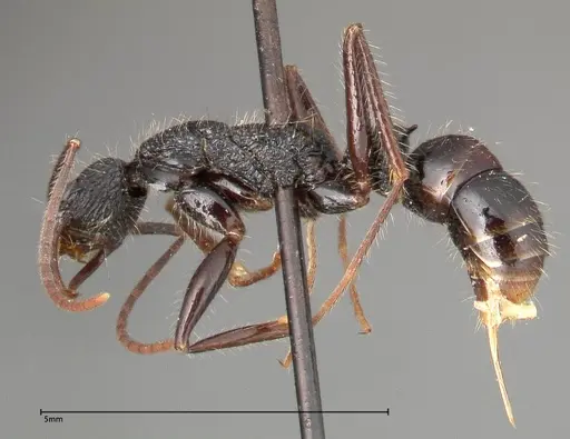 Leptogenys conradti - FOCOL0351