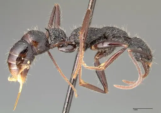 Leptogenys conradti - FOCOL0351
