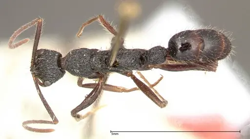 Leptogenys conradti - FOCOL0352