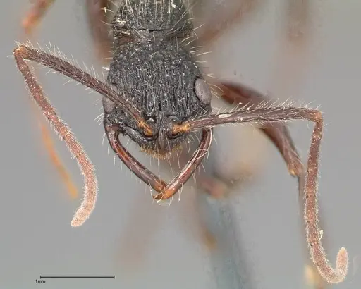 Leptogenys conradti - FOCOL0352