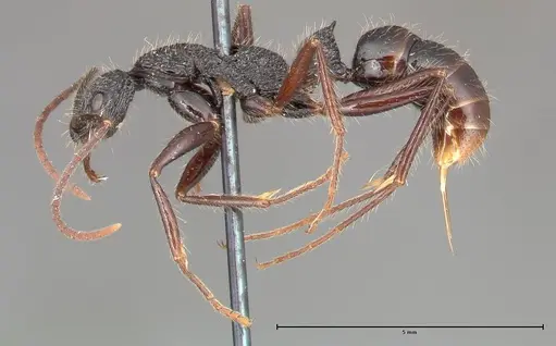 Leptogenys conradti - FOCOL0352