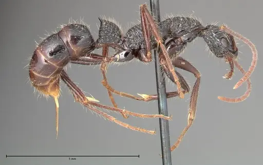 Leptogenys conradti - FOCOL0352