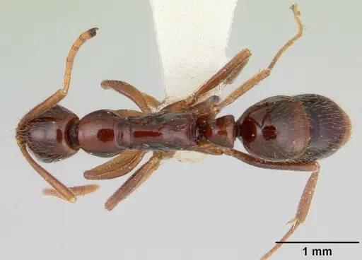 Leptogenys consanguinea specimen