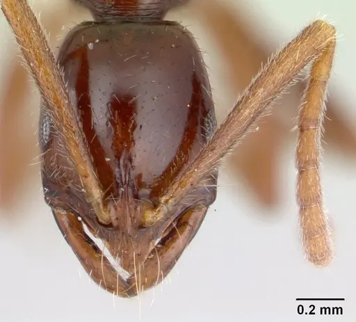 Leptogenys consanguinea specimen