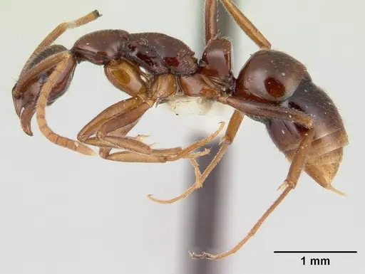Leptogenys consanguinea specimen