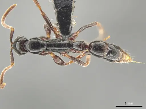 Leptogenys consanguinea - CASENT0649081