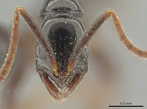 Leptogenys consanguinea - CASENT0649081