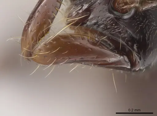 Leptogenys consanguinea - CASENT0649081