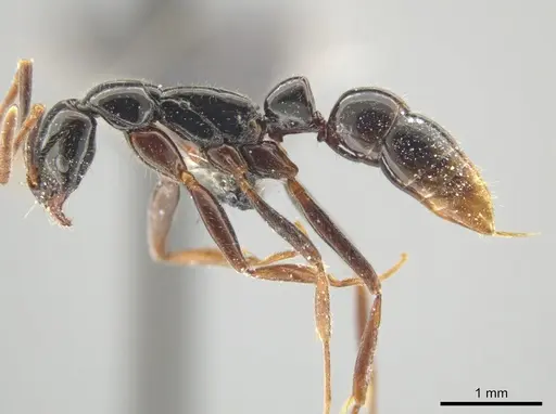 Leptogenys consanguinea - CASENT0649081